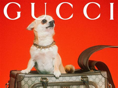 collar de perro gucci|Gucci Pet: Una colección para nuestros mejores amigos .